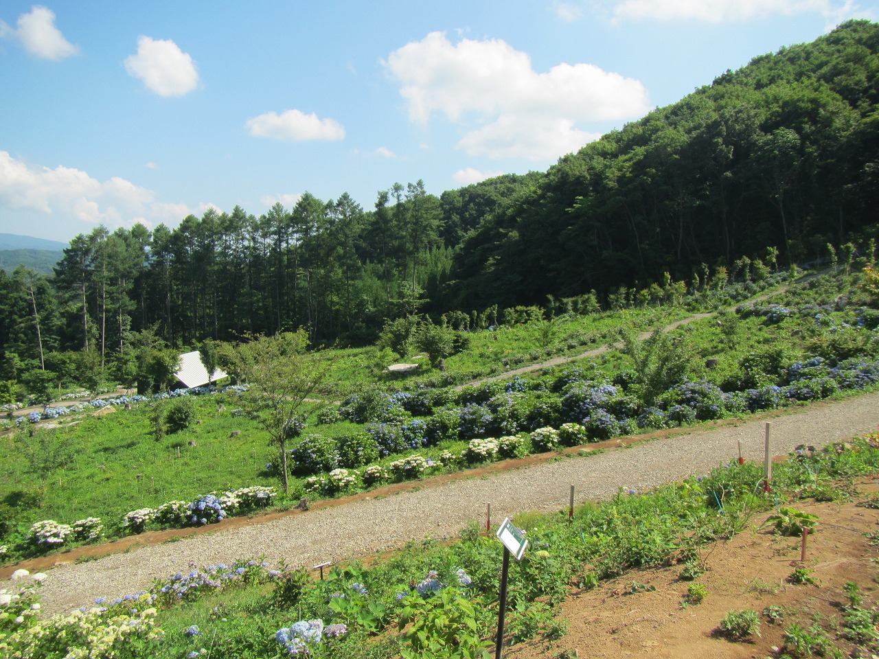 あじさい園　(3)上の休憩所から(2)の反対側の画像