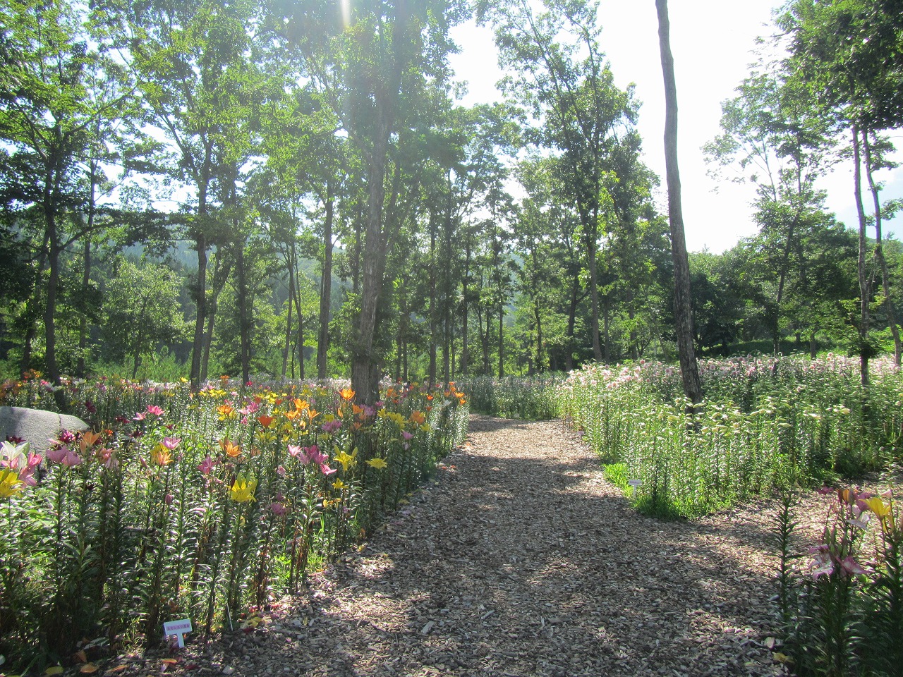 ゆり園　(5)入口付近の画像