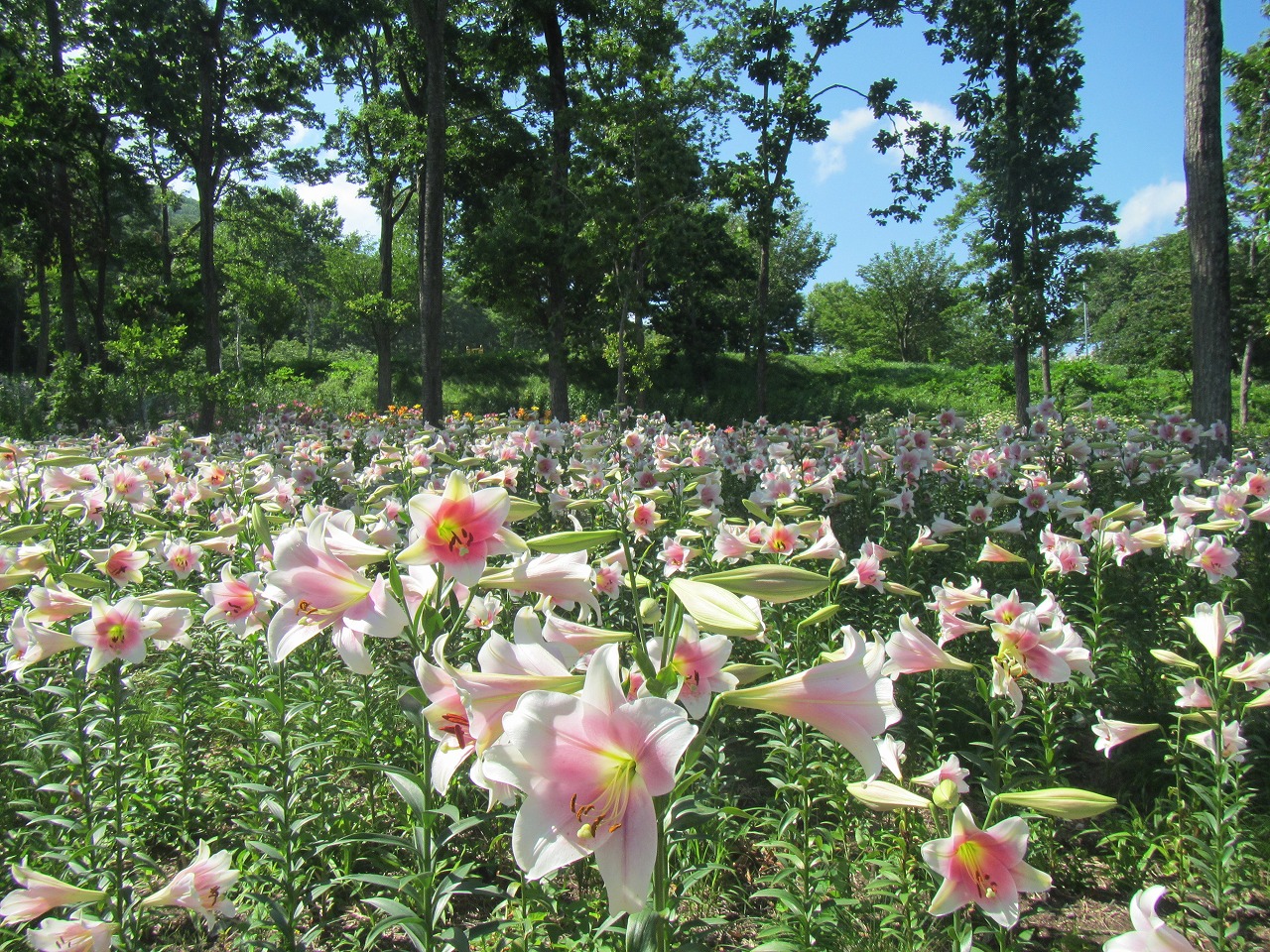 ゆり園　満開のてっぽうゆりの画像