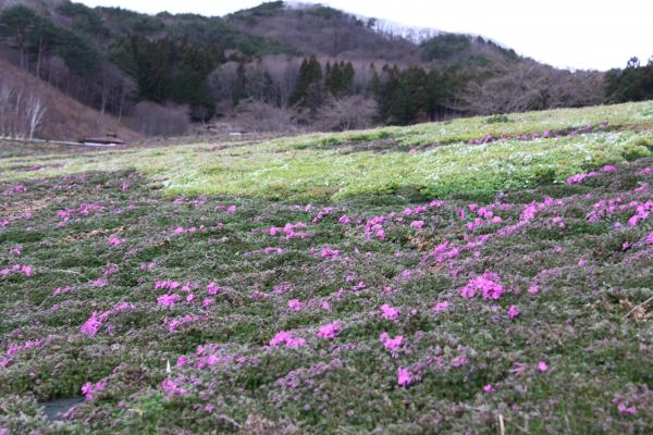 芝桜まつり