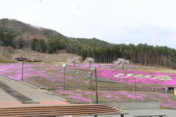 芝桜まつり