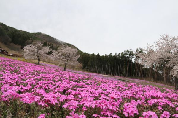 芝桜まつり
