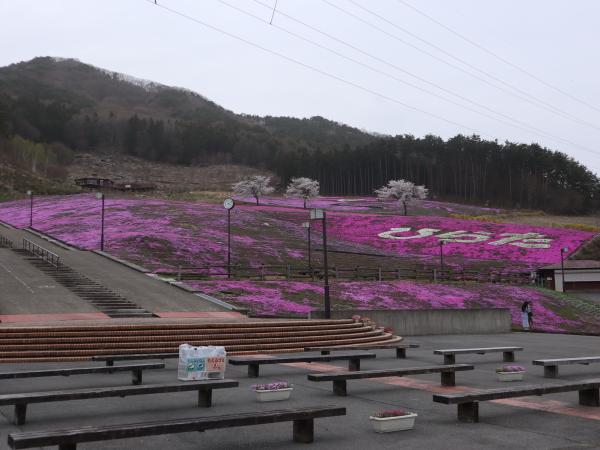 芝桜まつり