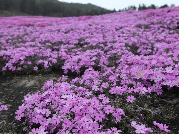 芝桜まつり