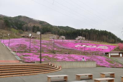 芝桜