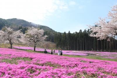 芝桜