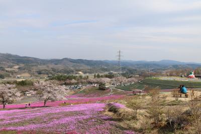 芝桜