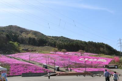 芝桜