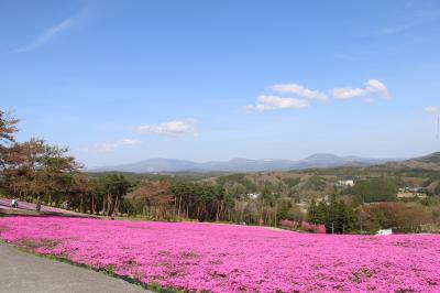 芝桜