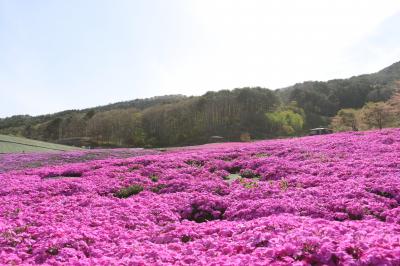 芝桜