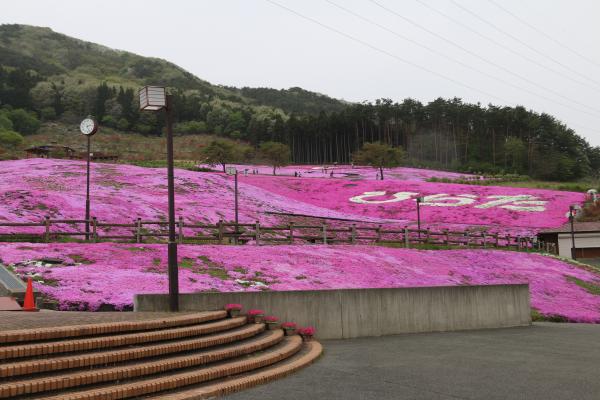 芝桜まつり