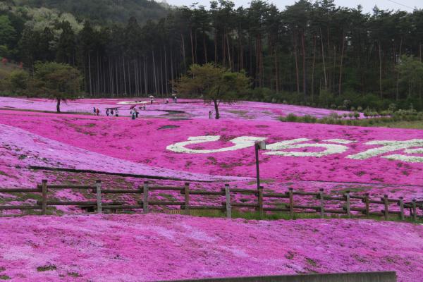 芝桜まつり