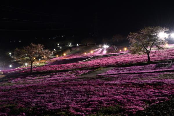 芝桜まつり