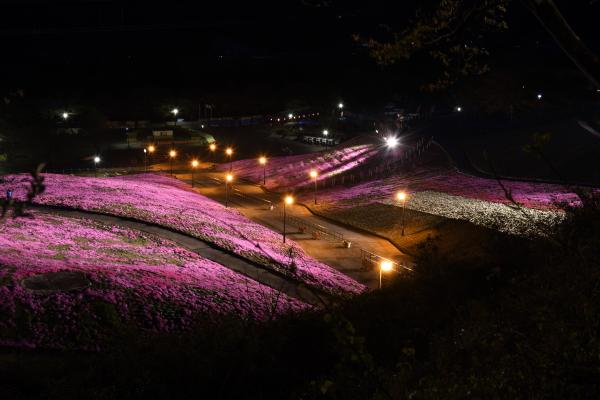 芝桜まつり