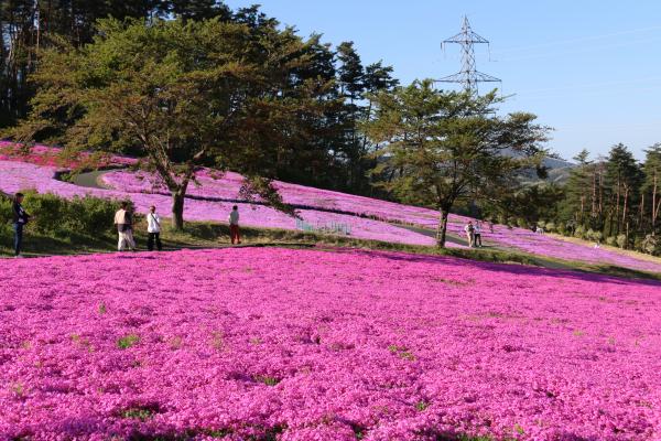 芝桜まつり