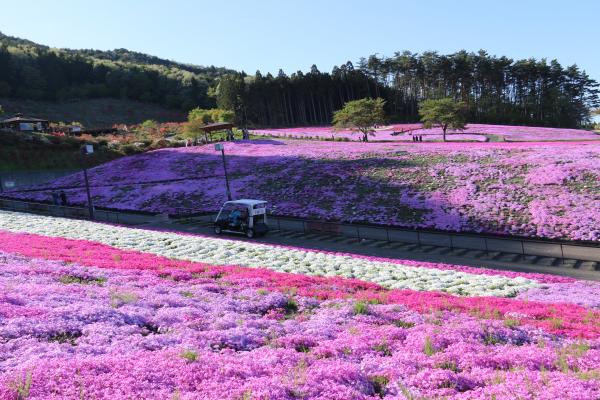 芝桜まつり