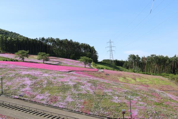 芝桜まつり