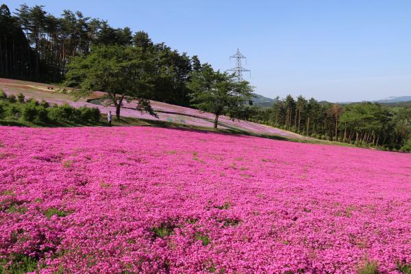 芝桜まつり