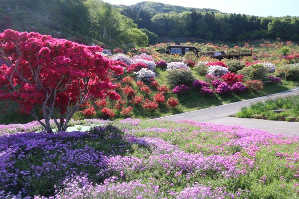 芝桜まつり