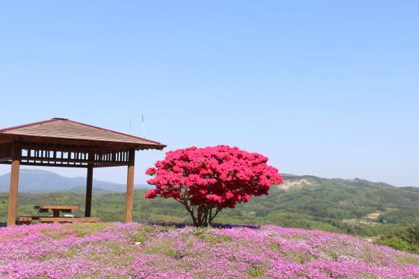 芝桜まつり