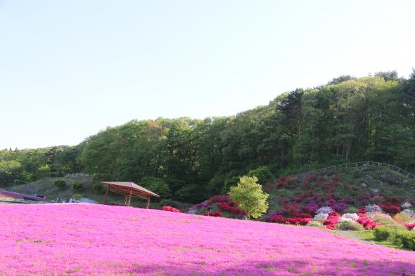 芝桜まつり
