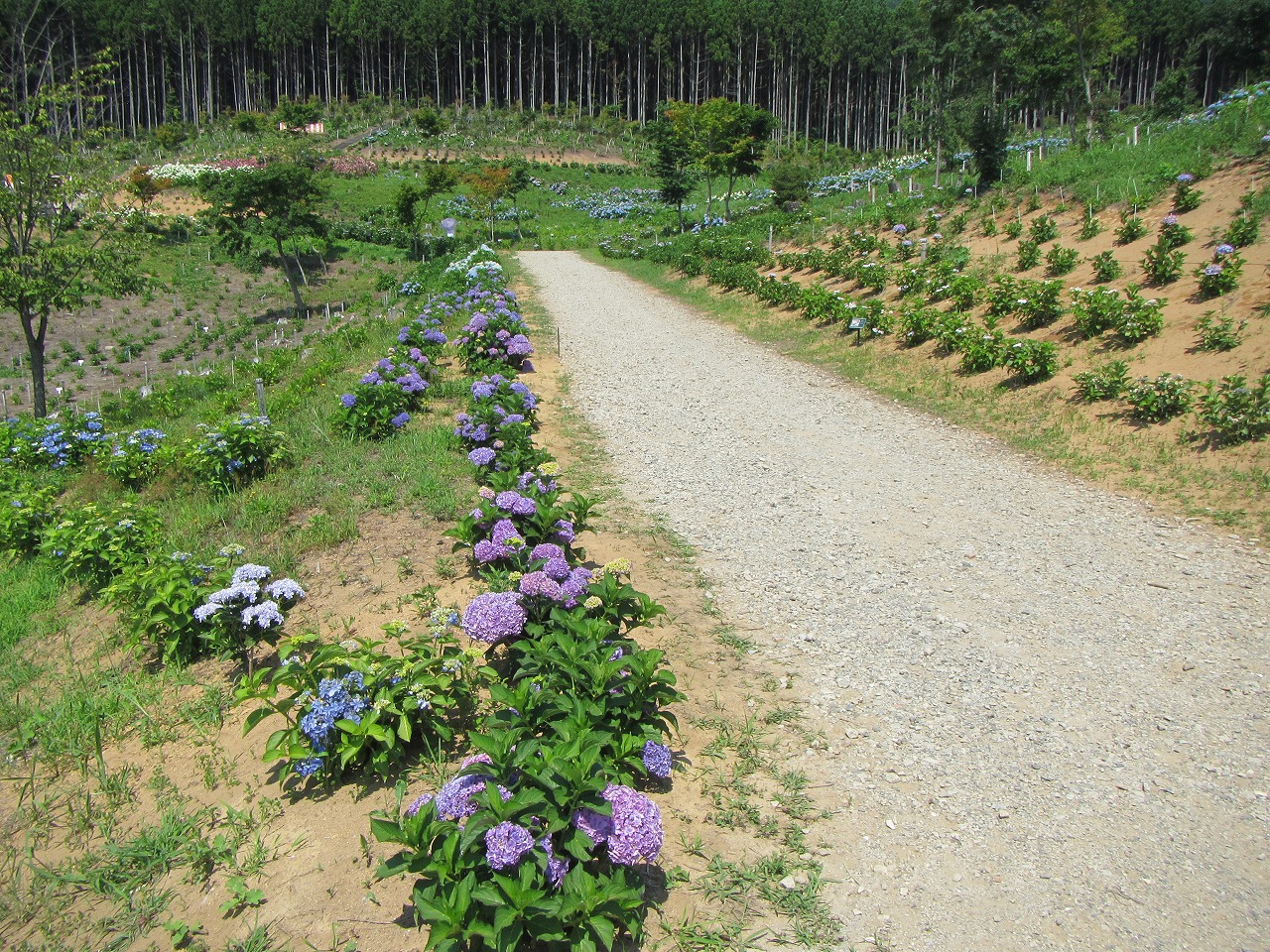 あじさい園　(1)入口付近の画像
