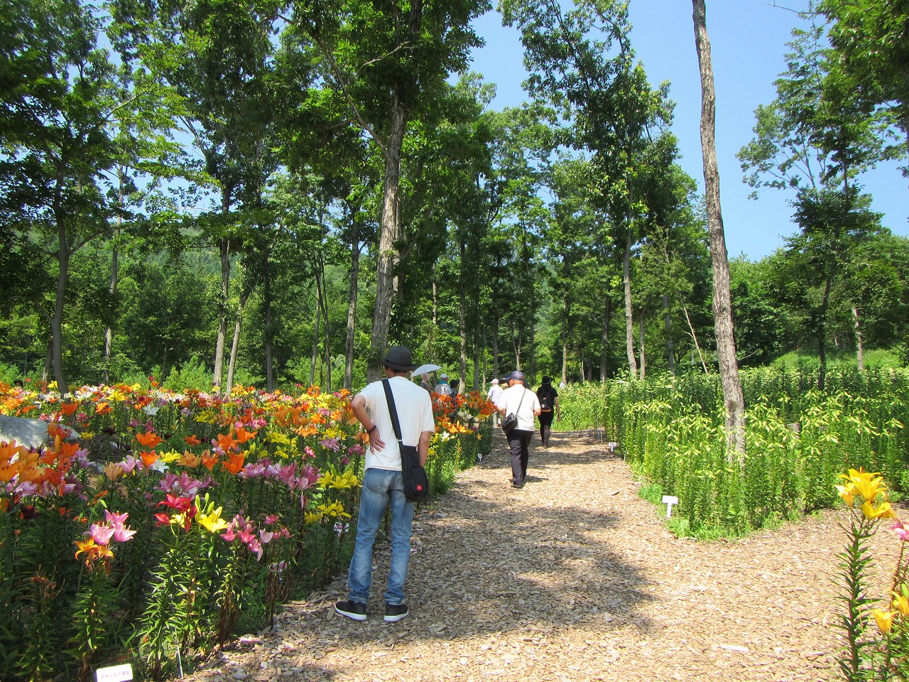 ゆり園　(5)入口付近の画像