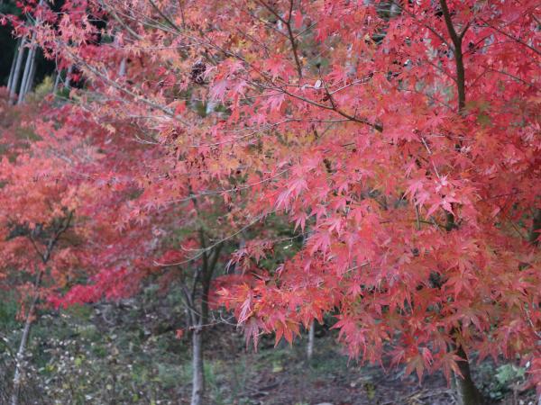 紅葉