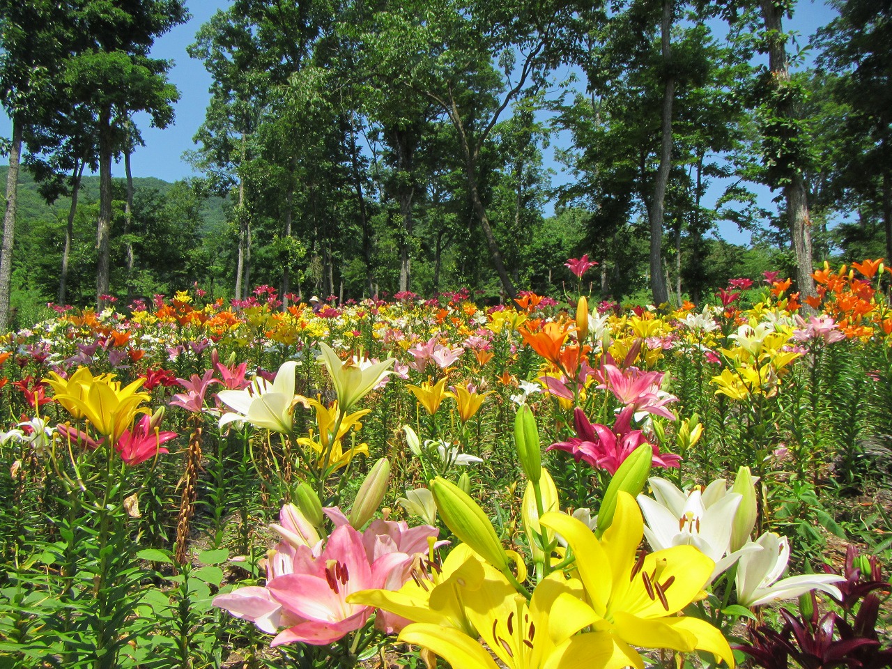 咲き始めのてっぽうゆりの遠くからの画像
