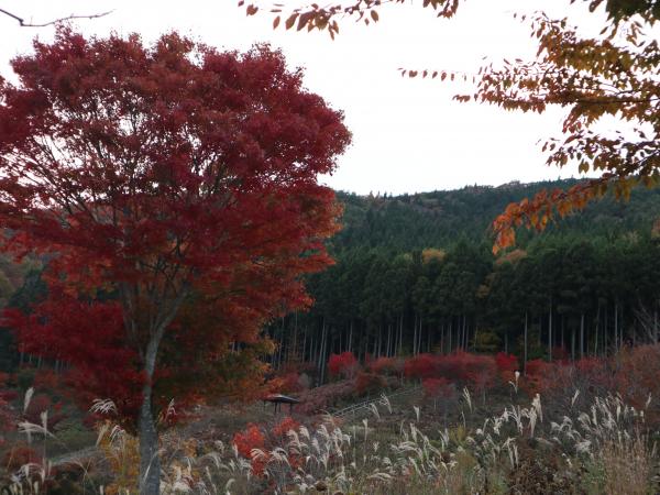 紅葉