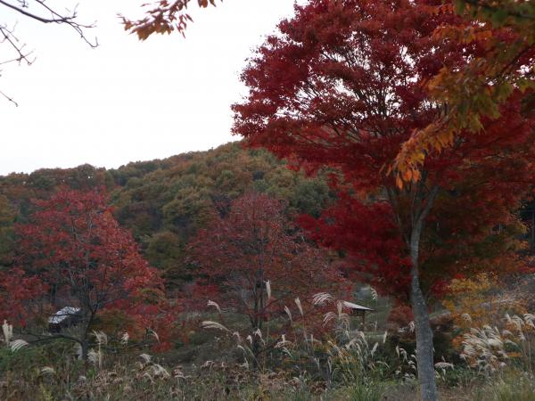 紅葉
