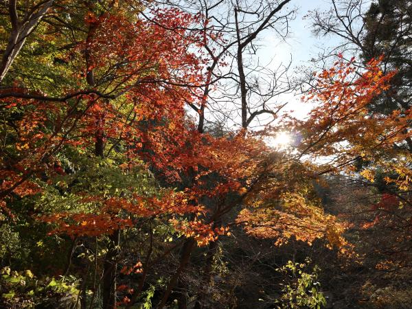 紅葉