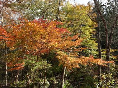 紅葉