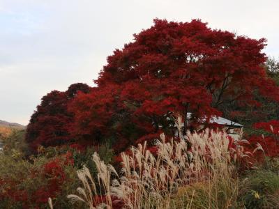 紅葉