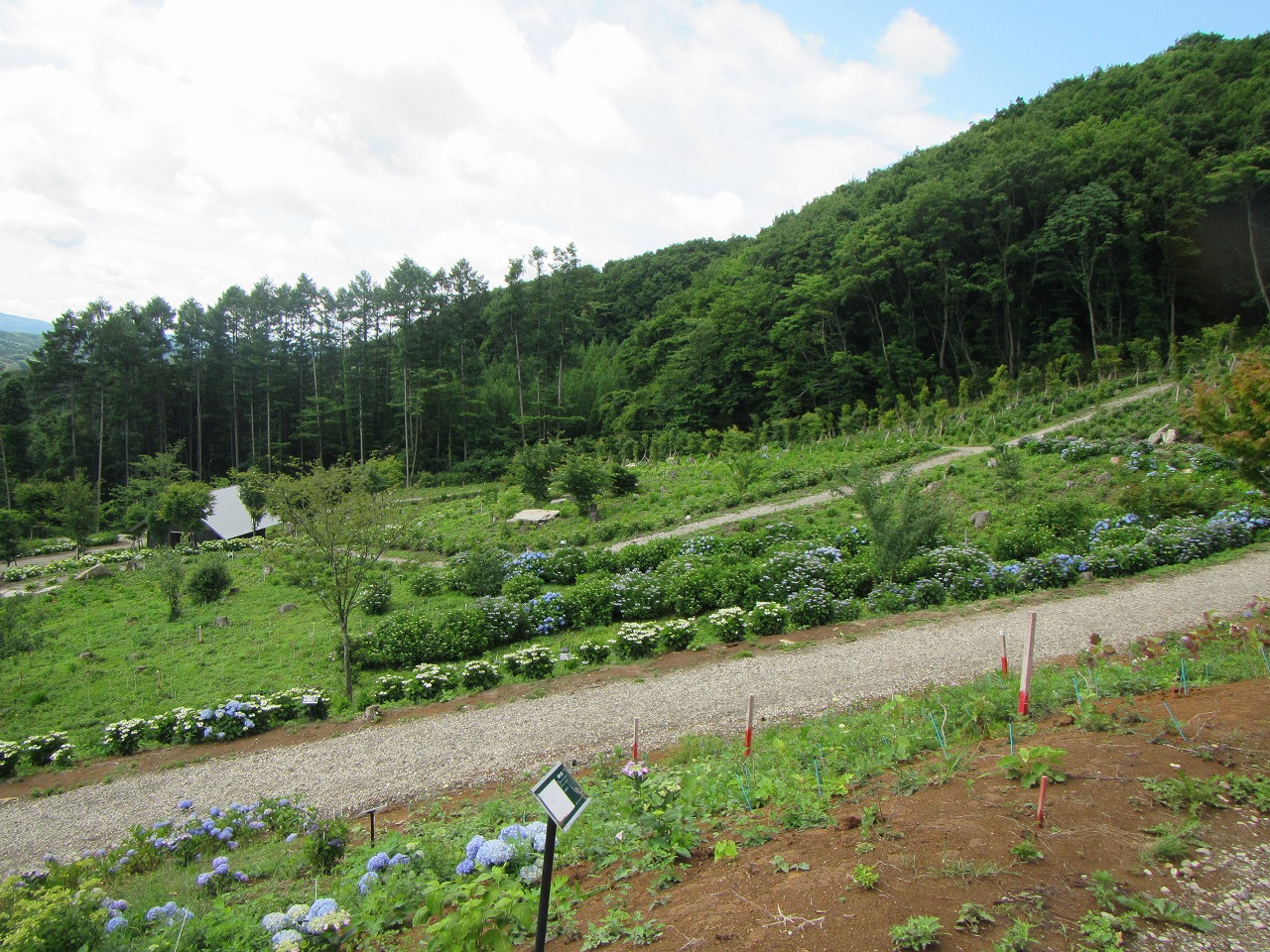 あじさい園　(3)上の休憩所から(2)の反対側の画像