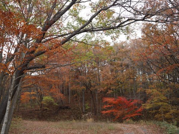 紅葉