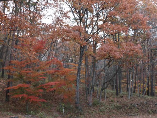 紅葉
