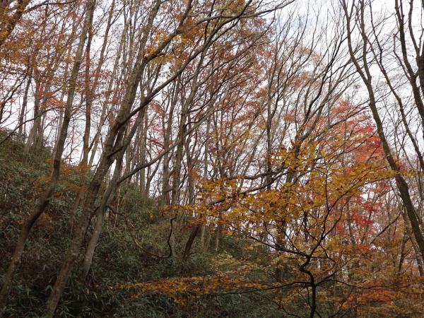 紅葉