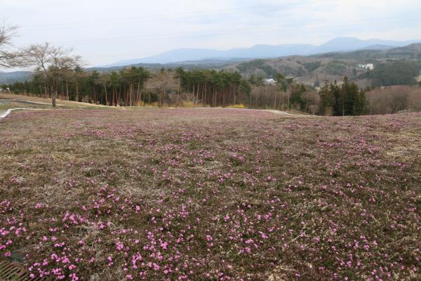 芝桜
