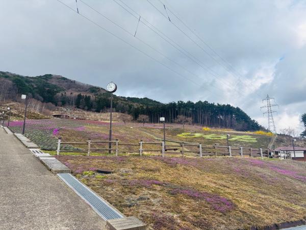 芝桜開花状況①