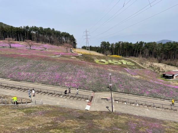 芝桜開花状況①