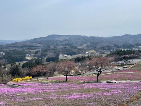 芝桜開花状況②