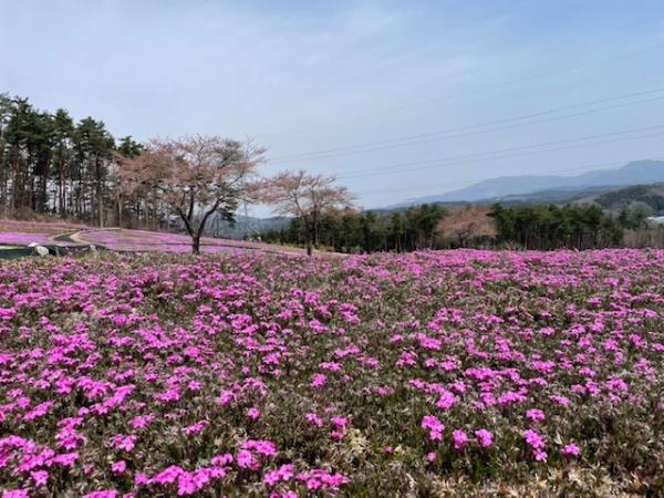 芝桜開花状況③