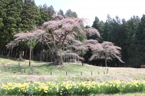 桜