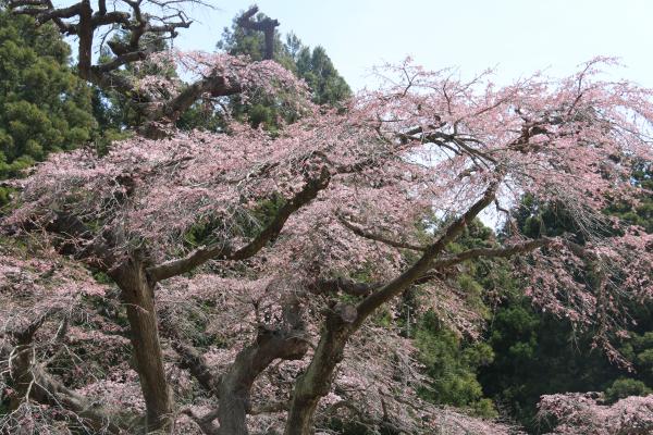 桜