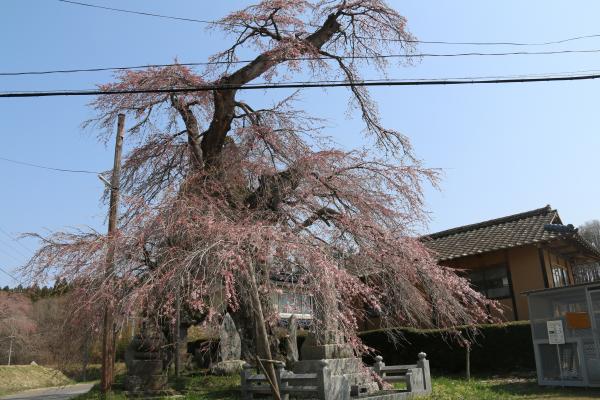 桜