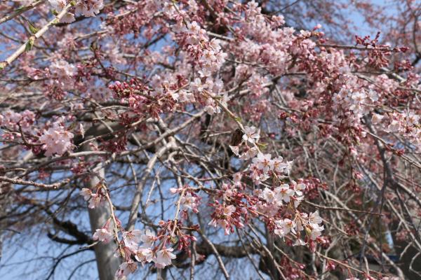 桜