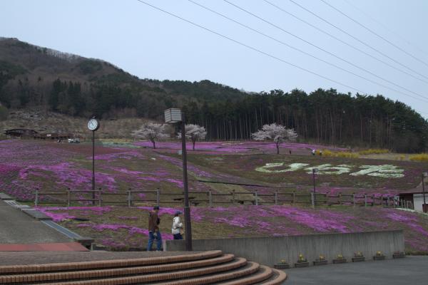 芝桜