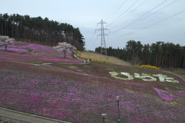 芝桜