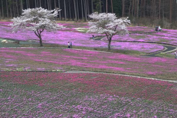 芝桜